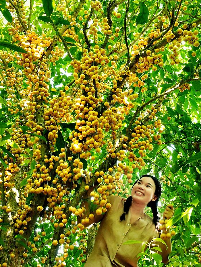 Top 5 vườn trái cây Lái Thiêu Bình Dương giá rẻ, làm hài lòng tâm hồn ăn uống