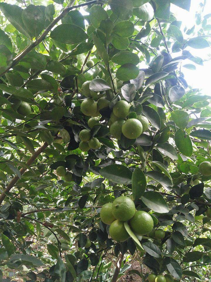 Top 15 vườn trái cây Bến Tre giá rẻ tươi mát, ăn no cho tham quan chỉ 10k