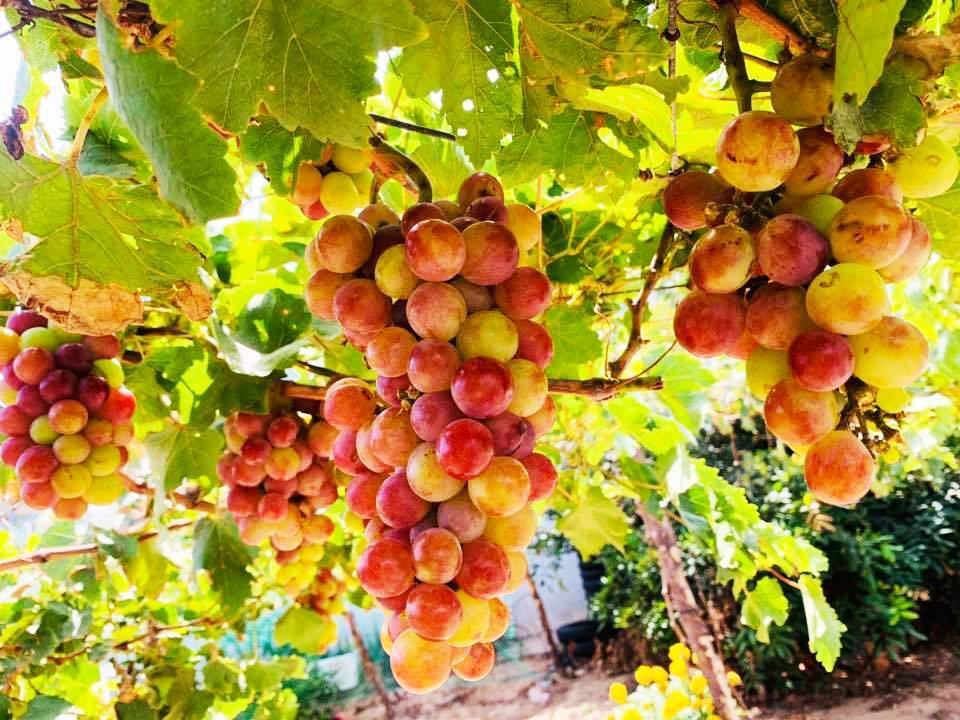 Top 15 vườn trái cây Bến Tre giá rẻ tươi mát, ăn no cho tham quan chỉ 10k