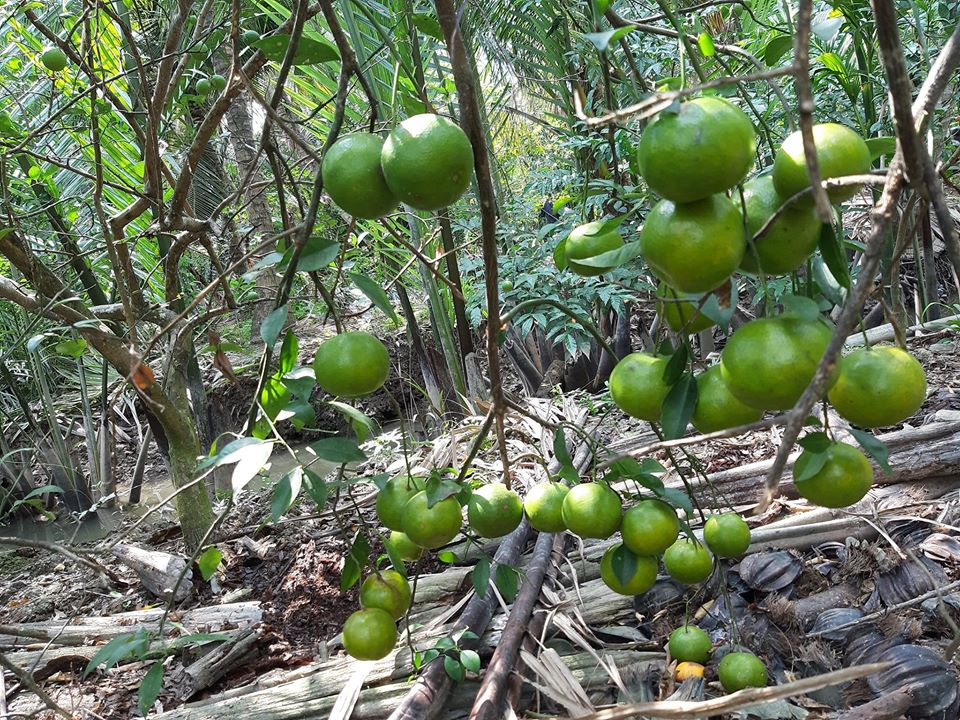 Top 15 vườn trái cây Long Khánh Đồng Nai sai trĩu quả, tham quan chỉ 10k